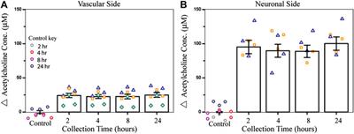 Chlorpyrifos Disrupts Acetylcholine Metabolism Across Model Blood-Brain Barrier